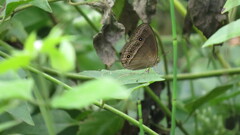 Mycalesis bazochii