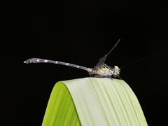 Austrogomphus prasinus