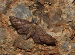 Idaea infirmaria
