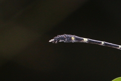 Austrogomphus prasinus