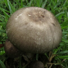 Agaricus endoxanthus