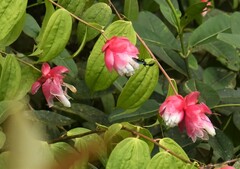 Cavendishia bracteata