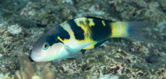 Thalassoma jansenii