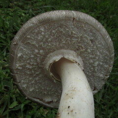Agaricus endoxanthus