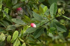Cavendishia bracteata