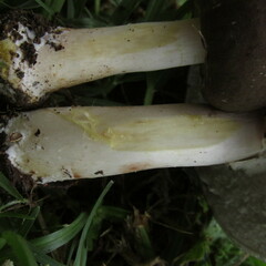 Agaricus endoxanthus