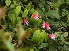 Cavendishia bracteata