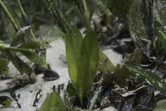 Halophila australis