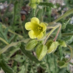 Emmenanthe penduliflora penduliflora
