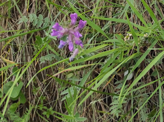Oxytropis