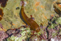 Apletodon dentatus
