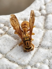 Polistes olivaceus