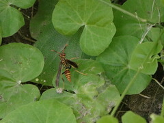Polistes lineonotus