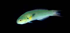 Thalassoma amblycephalus