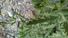 Emmenanthe penduliflora penduliflora