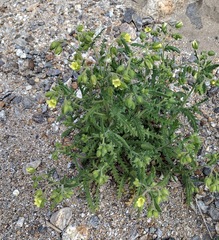 Emmenanthe penduliflora penduliflora