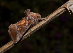 Trichoplusia circumscripta