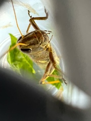 Acrididae