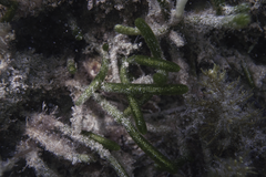 Caulerpa simpliciuscula