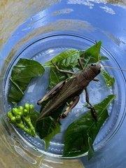 Acrididae