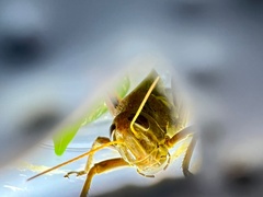 Acrididae