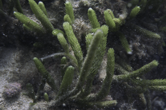 Caulerpa brownii