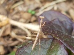 Archimantis latistyla