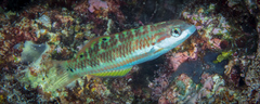 Thalassoma quinquevittatum