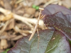 Archimantis latistyla