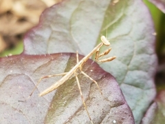 Archimantis latistyla