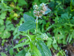 Phacelia heterophylla
