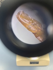 Lepidoptera