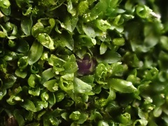 Syntrichia latifolia