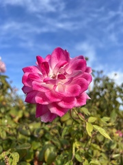 Rosa banksiae