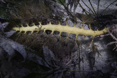 Cystophora moniliformis