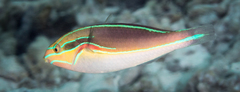 Stethojulis bandanensis