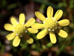 Blennosperma nanum