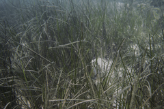 Zostera