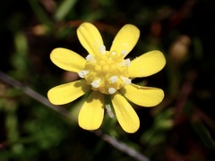 Blennosperma nanum
