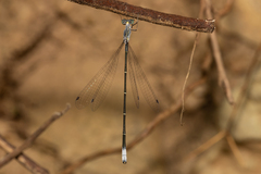 Labidiosticta vallisi