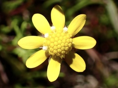 Blennosperma nanum