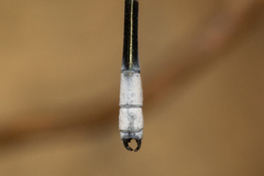 Labidiosticta vallisi