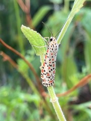 Utetheisa pulchelloides