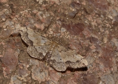 Idaea efflorata