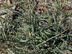 Eulobus californicus