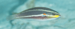 Stethojulis bandanensis