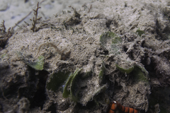 Dictyosphaeria sericea