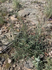 Eulobus californicus