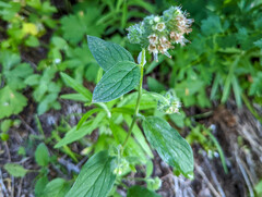 Phacelia heterophylla