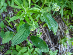 Phacelia heterophylla